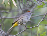 ColimaWarbler8840.jpg