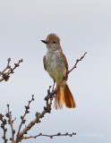 Ash-throatedFlycatcher8005.jpg