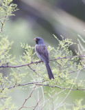 Black-chinnedSparrow8669.jpg