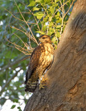 Common BlackHawk-imm8912.jpg