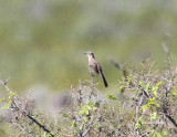 CrissalThrasher8292.jpg