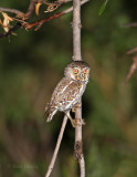 ElfOwl8204.jpg