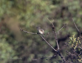 GrayVireo8416.jpg