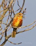 HepaticTanager9260.jpg