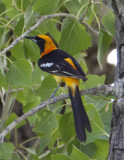 HoodedOriole8590.jpg