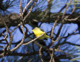 LesserGoldfinch9341.jpg