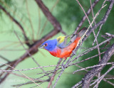 Painted Bunting7938.jpg