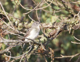 PlumbeousVireo9312.jpg