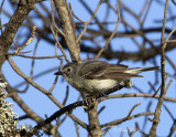 PlumbeousVireo9337.jpg
