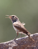 RockWren8302.jpg