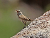 RockWren8305.jpg