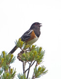 SpottedTowhee8817.jpg