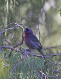 VariedBunting8471.jpg