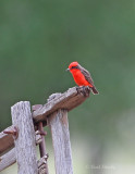 VermillionFlycatcher8125.jpg