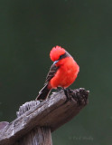 VermillionFlycatcher8133.jpg