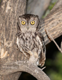 W_ScreechOwl8370.jpg