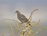 White-wingedDove9656.jpg