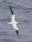 Northern Gannet -1.jpg