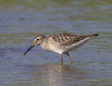 Stilt Sandpiper0035.jpg