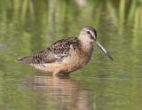 Long-billed Dowitcher0098.jpg