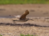 Whimbrel0355.jpg