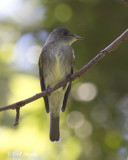 Olive-sided Flycatcher0951.jpg