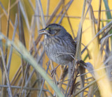 Seaside Sparrow1094.jpg