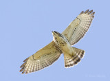Coopers Hawk1191.jpg