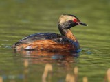 Horned-Grebe-7-4-w.jpg