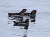 Crested Auklet3144.jpg