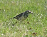 AmPipit7823.tif
