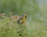 EastMeadowlark-2895.tif