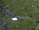Bald Eagle-1.jpg