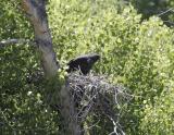 Common Black Hawk-1.jpg