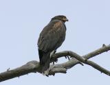 Harris Hawk-3.jpg