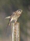 Kestral-1.jpg