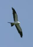 Swallow-tailed Kite.jpg