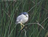 BlackCrowned Night-Heron-4.jpg