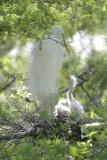 GreatEgret-7.jpg