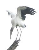 Wood Stork-3.jpg