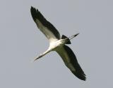 Wood Stork-7.jpg