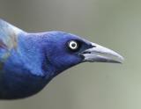 Grackle-Backyard, Baton Rouge