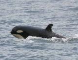 Baby-Orca-W.jpg