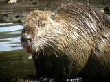 Nutria1528.jpg