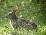 Rabbit267-web.jpg