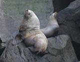 Seal-7W.jpg