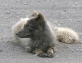 Arctic Fox-Pribolofs.jpg