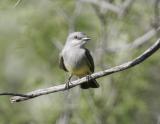 Western Kingbird-2.jpg