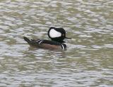 Hooded Merganser-5.jpg