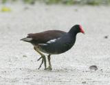 Moorhen-1.jpg